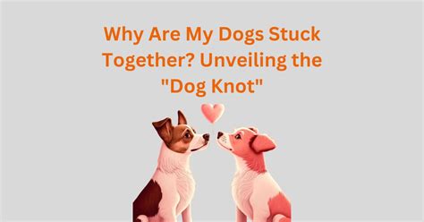 male dog knot|The Ultimate Guide to the Dog Knot: Why It Happens。